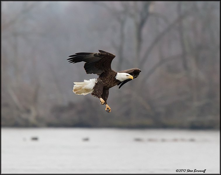 _2SB2493 american bald eagle.jpg